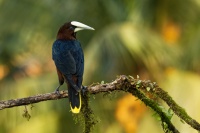 Vlhovec kastanovohlavy - Psarocolius wagleri - Chestnut-headed Oropendola 9689
